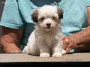Havanese Puppy for sale in Buffalo, MO, USA