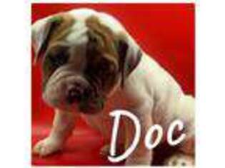 Olde English Bulldogge Puppy for sale in Tompkinsville, KY, USA
