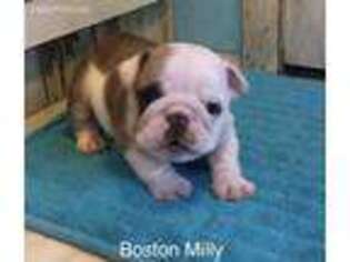 Bulldog Puppy for sale in Wauchula, FL, USA