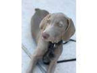 Weimaraner Puppy for sale in Frisco, TX, USA