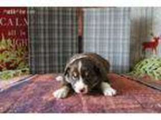 Australian Shepherd Puppy for sale in Middlebury, IN, USA