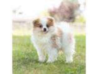 Pomeranian Puppy for sale in Warsaw, IN, USA