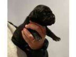 Great Dane Puppy for sale in Salem, NJ, USA
