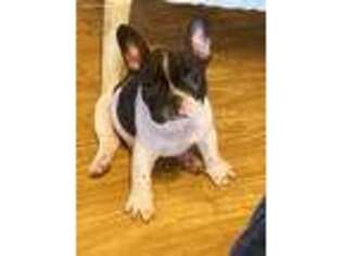 French Bulldog Puppy for sale in Bethel, PA, USA