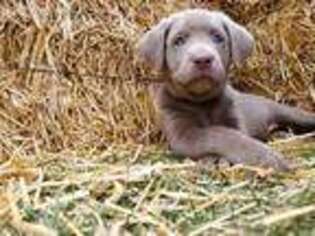 Labrador Retriever Puppy for sale in Van Wert, OH, USA