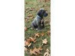 Great Dane Puppy for sale in Horseshoe Bend, AR, USA