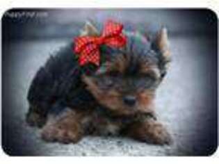 Yorkshire Terrier Puppy for sale in Roseville, MI, USA