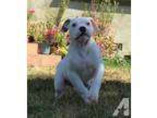 American Bulldog Puppy for sale in GARDENA, CA, USA