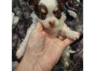 Chihuahua Puppy for sale in Cornelius, OR, USA