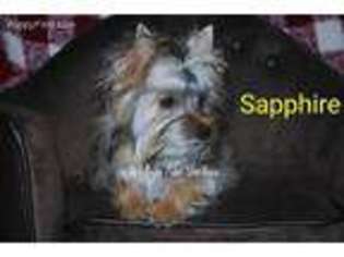 Yorkshire Terrier Puppy for sale in Sabina, OH, USA