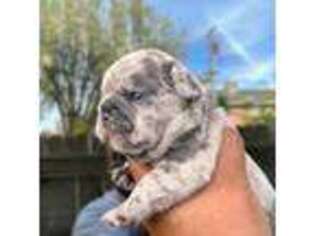 French Bulldog Puppy for sale in Clovis, CA, USA