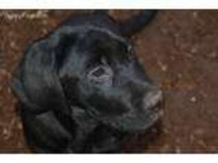 Labrador Retriever Puppy for sale in Yacolt, WA, USA