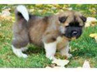 Akita Puppy for sale in Tonasket, WA, USA