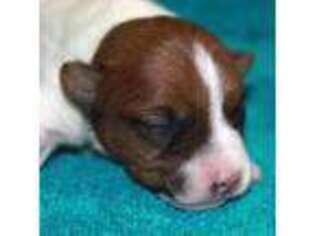Jack Russell Terrier Puppy for sale in Apple Valley, CA, USA