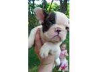 French Bulldog Puppy for sale in PORTAGEVILLE, NY, USA