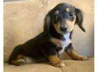Dachshund Puppy for sale in Coffeen, IL, USA