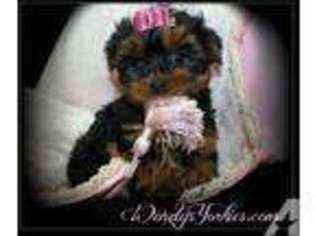 Yorkshire Terrier Puppy for sale in POWDERLY, TX, USA