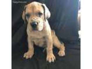 Great Dane Puppy for sale in North Las Vegas, NV, USA