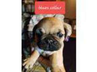 Frenchie Pug Puppy for sale in Sherwood, MI, USA