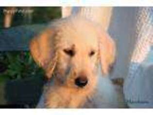 Labradoodle Puppy for sale in Yulee, FL, USA
