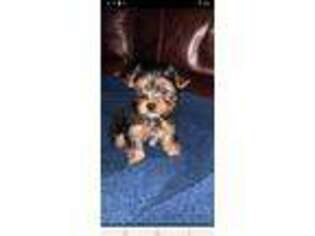 Yorkshire Terrier Puppy for sale in North Myrtle Beach, SC, USA