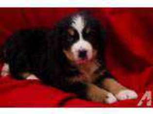 Bernese Mountain Dog Puppy for sale in CHERRYVALE, KS, USA