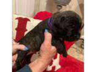 Mastiff Puppy for sale in Oakdale, CA, USA