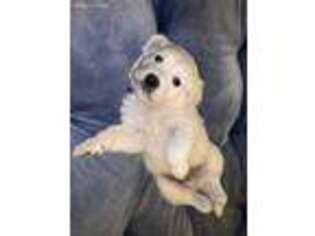 Mutt Puppy for sale in Clovis, NM, USA