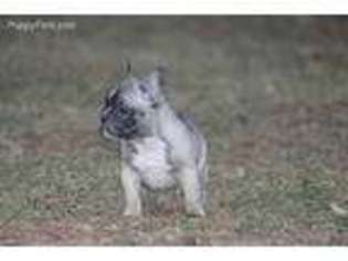 French Bulldog Puppy for sale in Gaithersburg, MD, USA