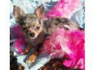 Chihuahua Puppy for sale in MIDLOTHIAN, TX, USA