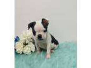 Boston Terrier Puppy for sale in Dundee, OH, USA