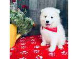 Samoyed Puppy for sale in Arcola, IL, USA