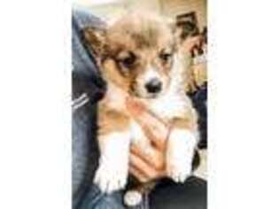 Pembroke Welsh Corgi Puppy for sale in Goodhue, MN, USA