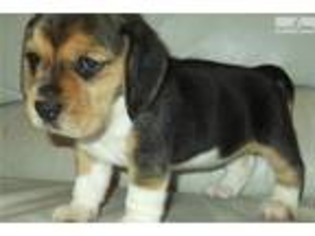 Beagle Puppy for sale in Columbia, MO, USA