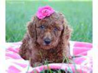 Mutt Puppy for sale in Dover, OH, USA