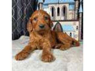Mutt Puppy for sale in Hammond, WI, USA