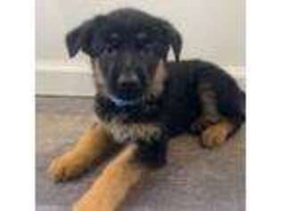 German Shepherd Dog Puppy for sale in Stony Brook, NY, USA