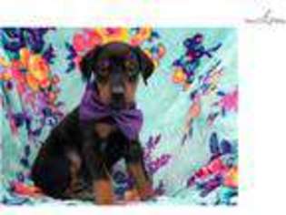 Doberman Pinscher Puppy for sale in Lancaster, PA, USA