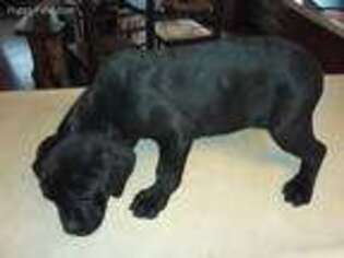Cane Corso Puppy for sale in Marble Hill, MO, USA