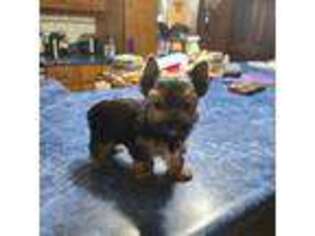 Yorkshire Terrier Puppy for sale in Haysi, VA, USA