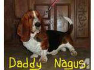 Basset Hound Puppy for sale in ANAHEIM, CA, USA