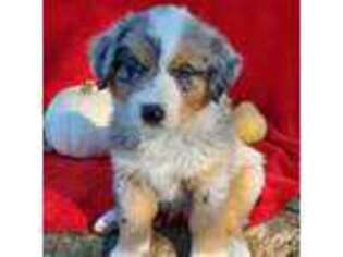 Bernese Mountain Dog Puppy for sale in Pomona, MO, USA