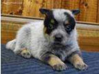 Australian Cattle Dog Puppy for sale in North Vernon, IN, USA