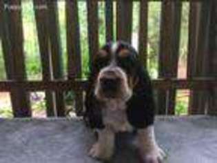 Basset Hound Puppy for sale in Dawsonville, GA, USA