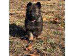 German Shepherd Dog Puppy for sale in Eldon, MO, USA