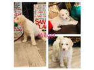Labradoodle Puppy for sale in Dickinson, TX, USA