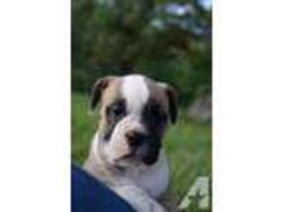 Bulldog Puppy for sale in LUSBY, MD, USA