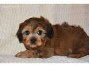 Cavachon Puppy for sale in Campobello, SC, USA
