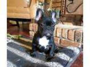 French Bulldog Puppy for sale in Summit, MS, USA
