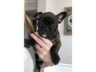 French Bulldog Puppy for sale in Hollister, CA, USA
